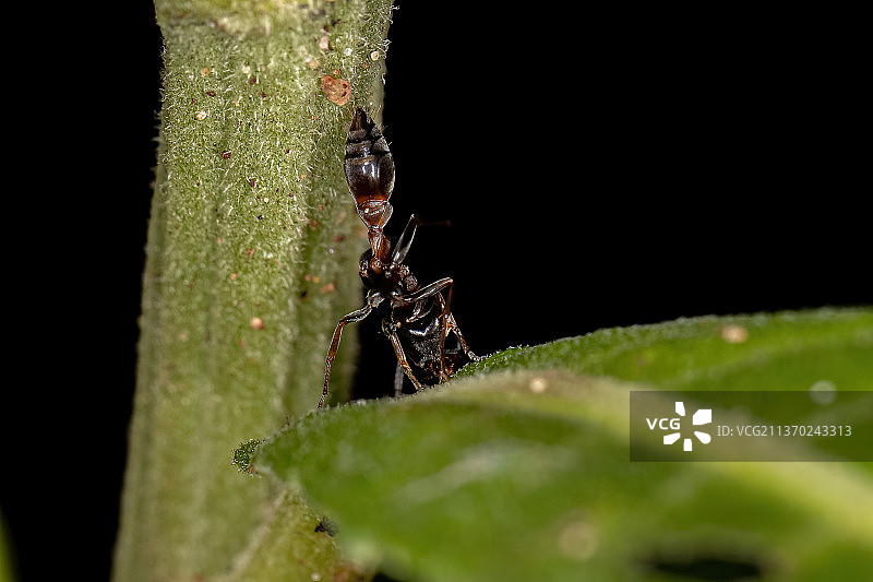 成年雌性树枝蚁特写，昆虫在黑色背景下的树叶上图片素材