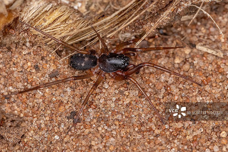 蚁蛛，地面蚂蚁特写图片素材