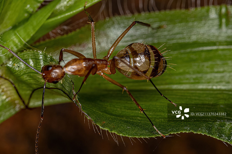 成年雌性木匠蚂蚁，树叶上昆虫的特写图片素材