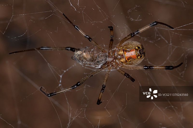 成年棕色寡妇蛛特写图片素材
