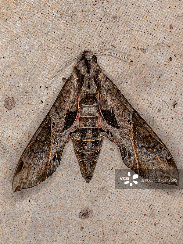 死亡的Macroglossine天蛾，海滩沙子高角度视图图片素材