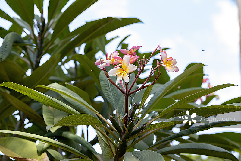 墨西哥鸡蛋花植物，低角度拍摄的开花植物图片素材