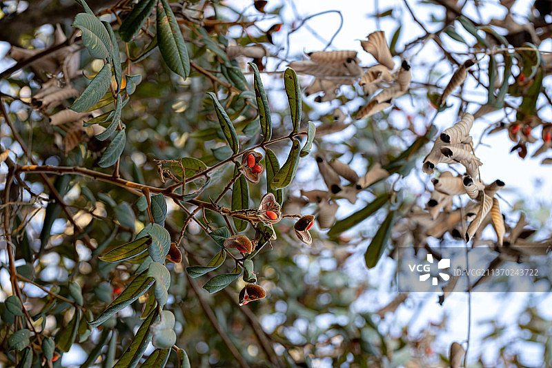 红籽红豆树，树上果实的低角度视图图片素材