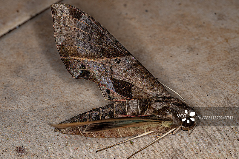 死亡的成年长喙天蛾在沙滩上的俯视图片素材