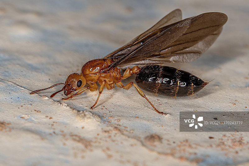 成年雌性有翼鸡尾酒蚁后图片素材
