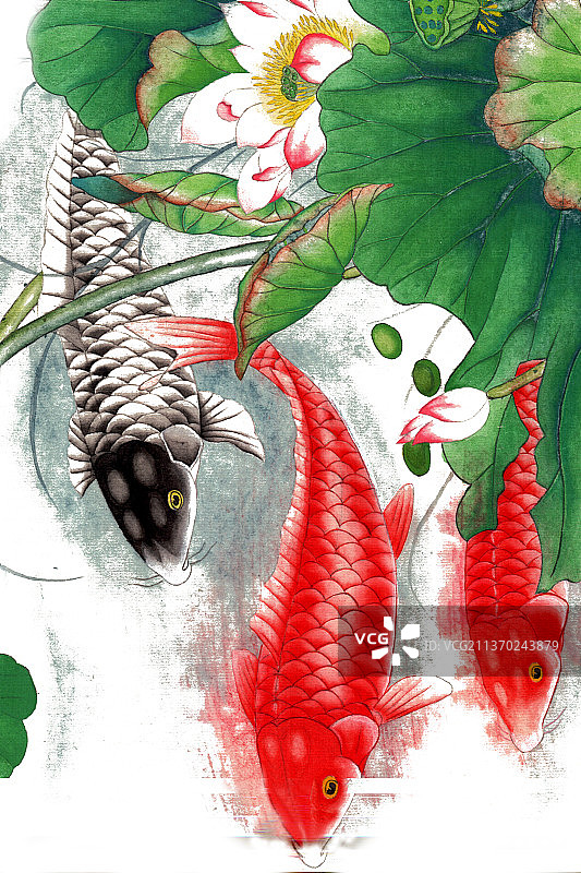 红色的鲤鱼图片素材