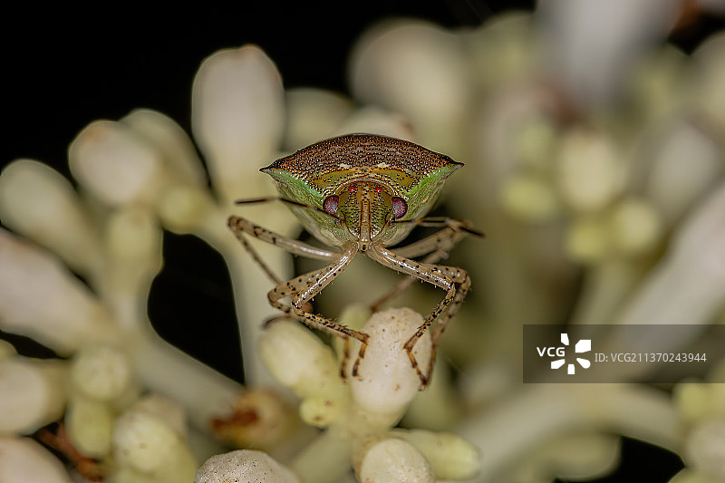 成年椿象，植物上的昆虫特写图片素材