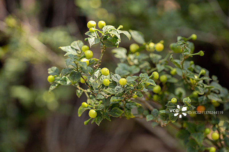 带果实的胡椒植物，开花植物特写图片素材