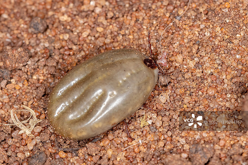 成年硬蜱，沙地上昆虫高角度视图图片素材