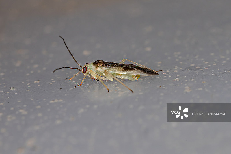成年植物椿象，昆虫在表面上的特写图片素材