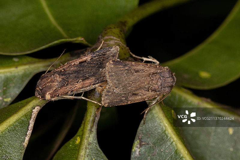 成年地下镖虫，叶子上昆虫的特写图片素材