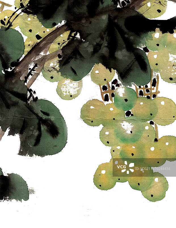 绿色的葡萄图片素材