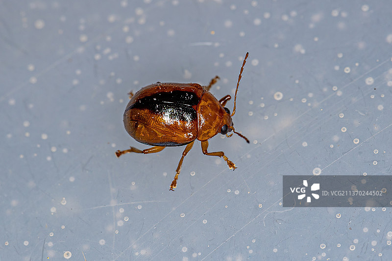 叶甲虫特写，昆虫在叶子上图片素材