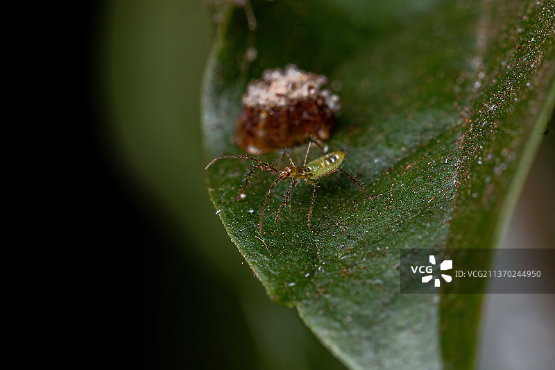 猎蝽若虫，湿润植物叶片特写图片素材
