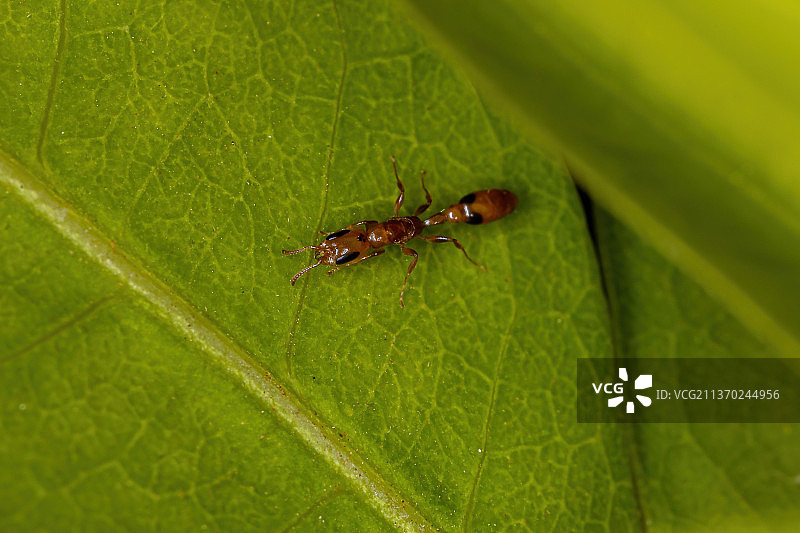 树枝蚂蚁成虫特写图片素材