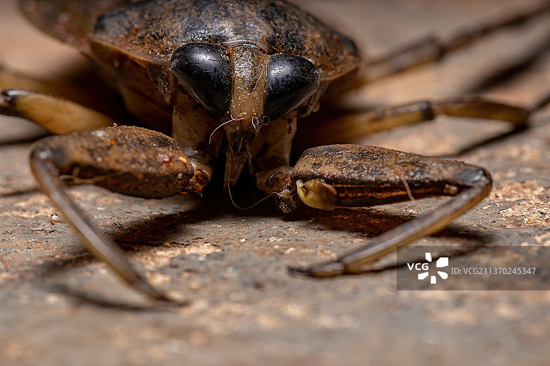 昆虫在木头上的特写图片素材