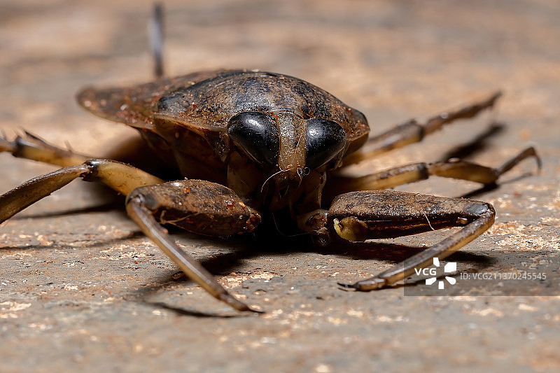 成年巨型田鳖，路上的螃蟹特写图片素材