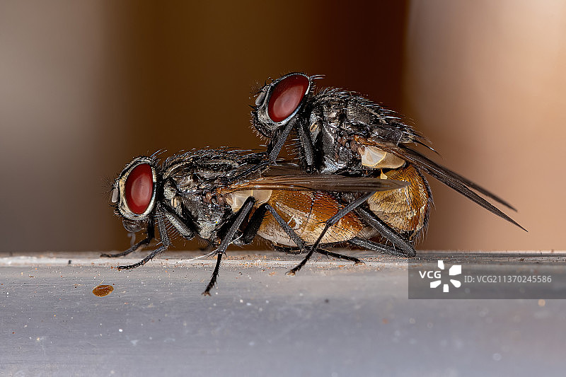 成年家蝇特写，苍蝇停留在木头上图片素材