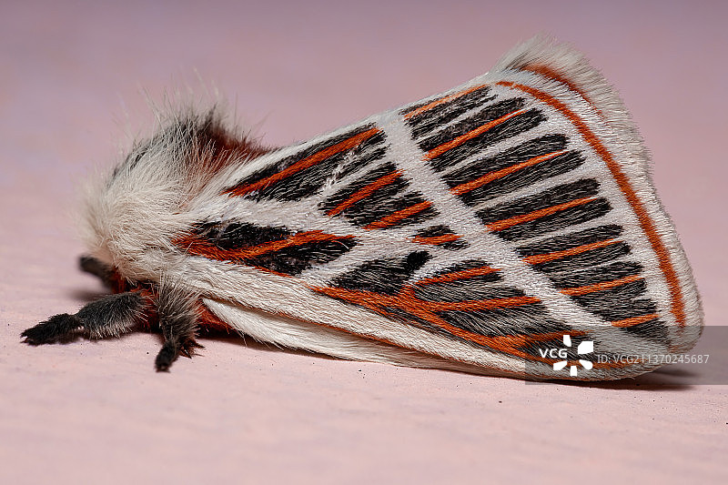 成年红色飞蛾叶片特写图片素材