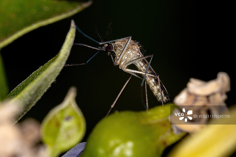 叶子上蚊子的特写图片素材