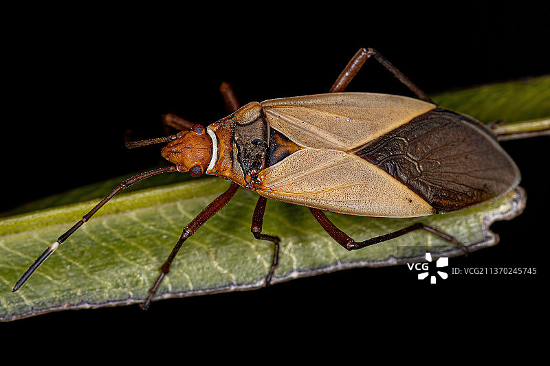 成年棉红蝽昆虫在叶子上特写，黑色背景图片素材