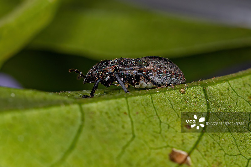 椿象若虫，叶子上的昆虫特写图片素材