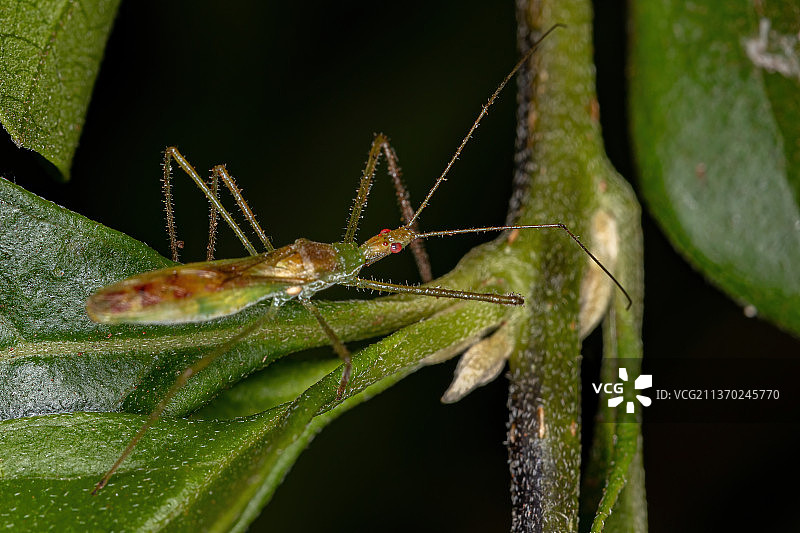 叶子上昆虫的猎蝽特写图片素材