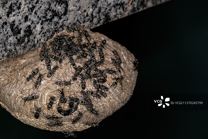 黄带蜂巢 wasp 特写图片素材