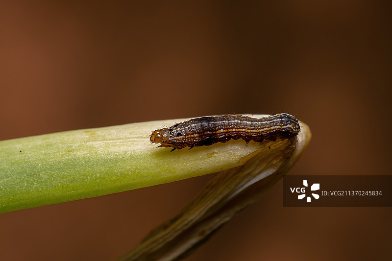 毛毛虫啃食细香葱叶子，植物上的昆虫特写图片素材