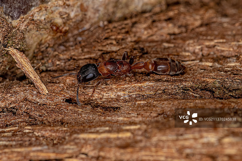 成年细枝蚁后，岩石上的昆虫特写图片素材