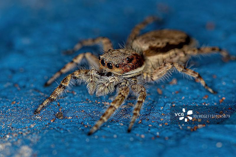 成年雌性墙蛛图片素材