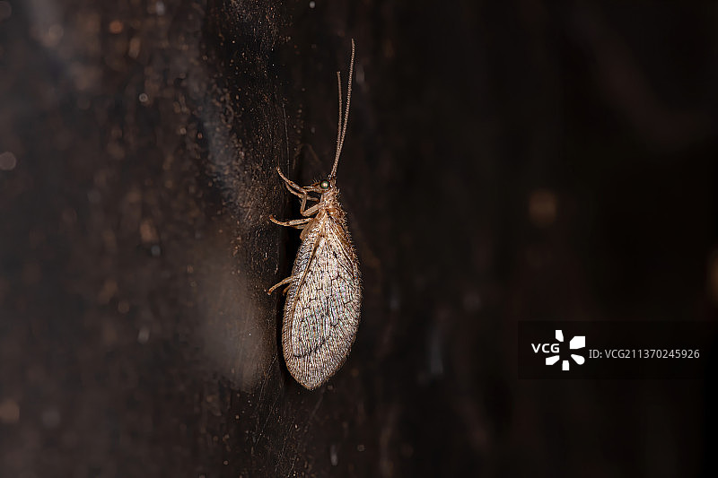 木头上昆虫的棕色草蛉特写图片素材
