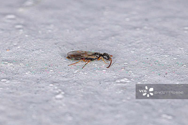成年扁平黄蜂，道路昆虫特写图片素材