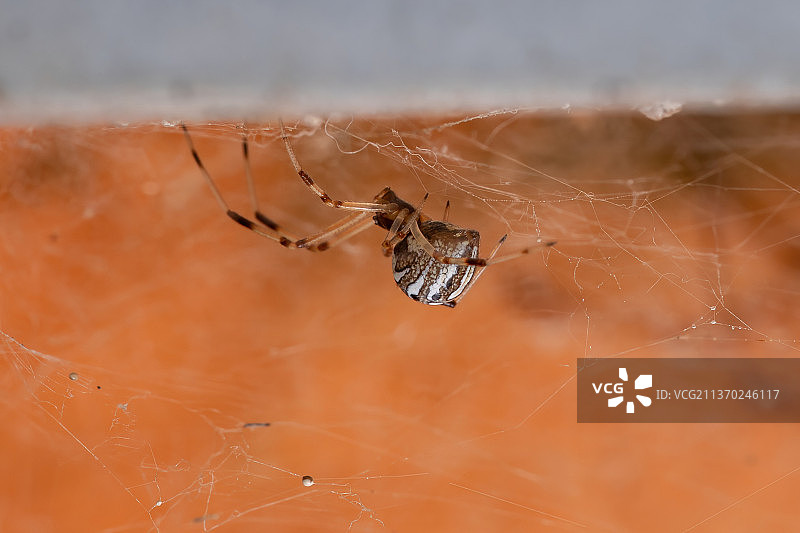 小褐寡妇蛛，蜘蛛网特写图片素材