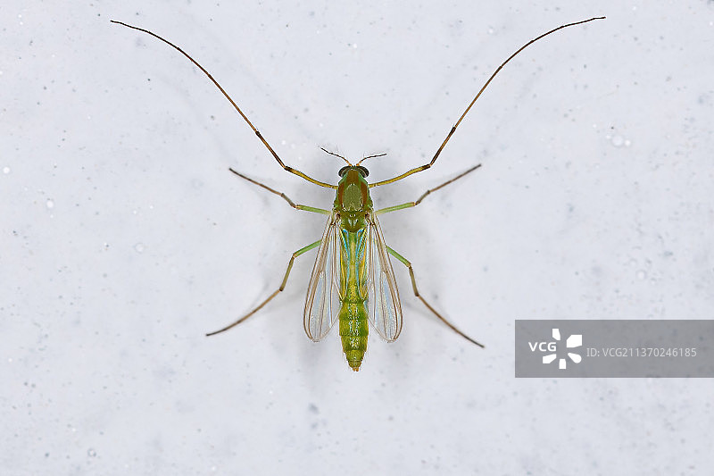 白色背景上的摇蚊成虫俯视照图片素材