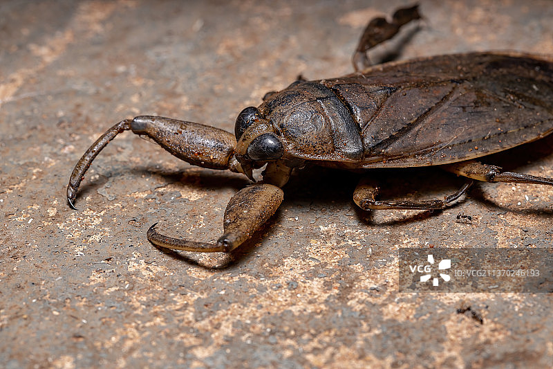 成年大田鳖昆虫特写图片素材