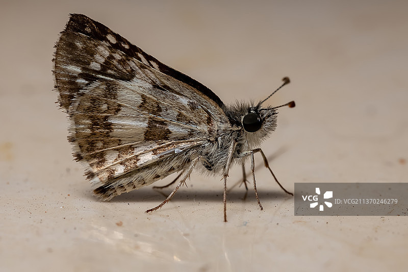 新大陆方格弄蝶特写图片素材