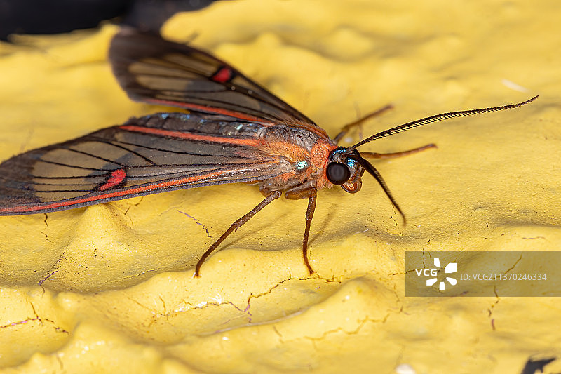 成年虎蛾，黄花上蝴蝶的特写图片素材