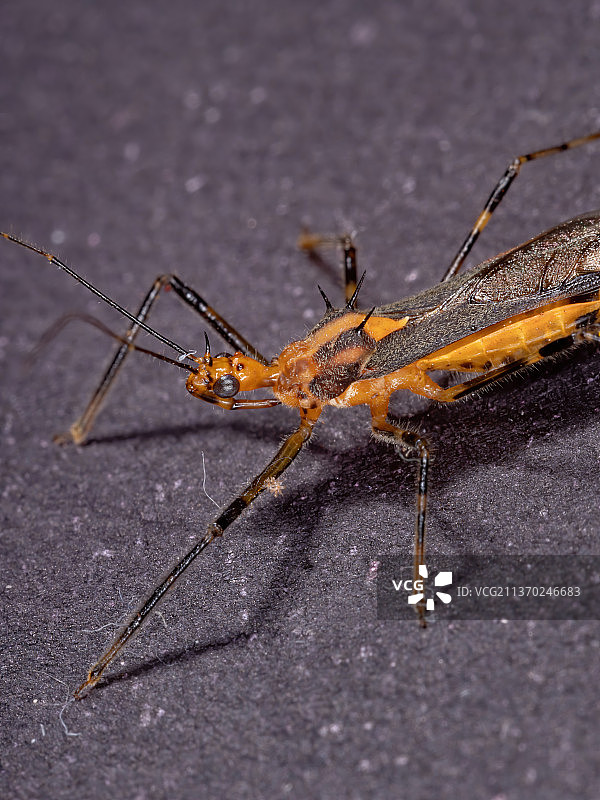 猎蝽成虫特写图片素材