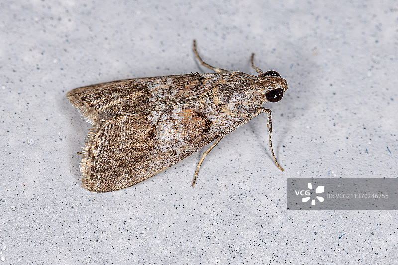 地板上的螟蛾高角度视图图片素材