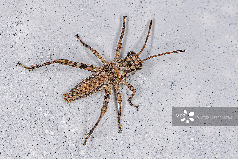 短角蚱蜢若虫，白色表面上的蜘蛛特写图片素材