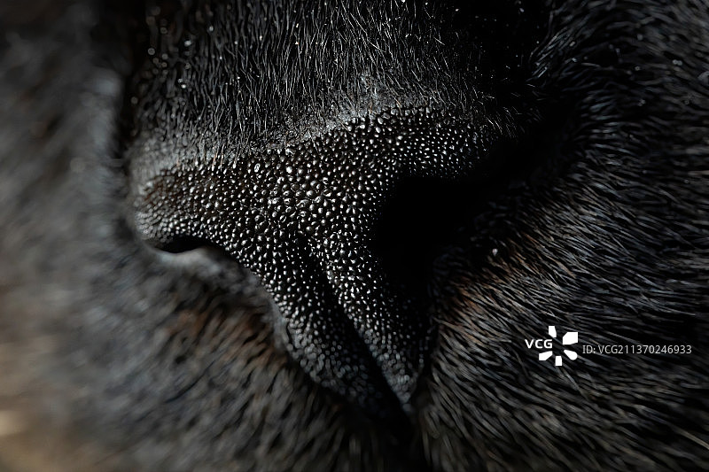 黑色猫的口鼻，黑色猫的特写图片素材