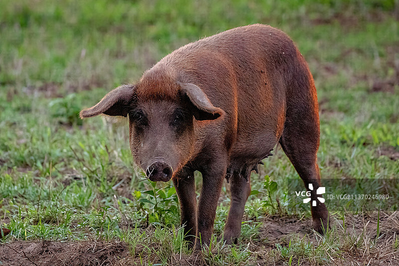 户外猪圈里饲养的猪的侧面照图片素材