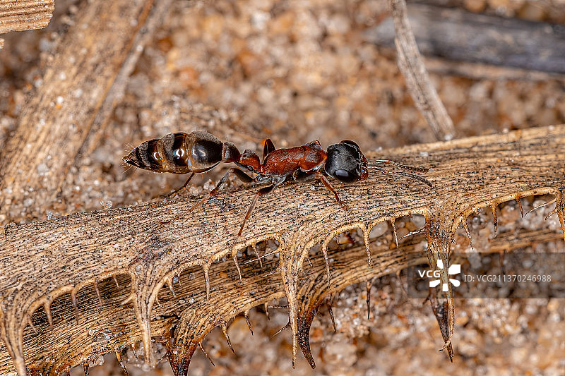 成年雌性树枝蚂蚁，木头上昆虫特写图片素材