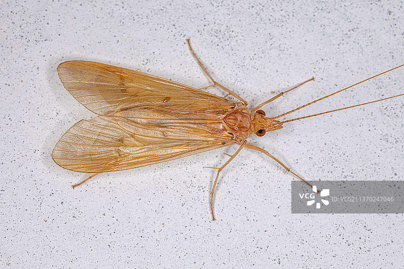 成年绿色石蛾，白色背景上昆虫的特写图片素材