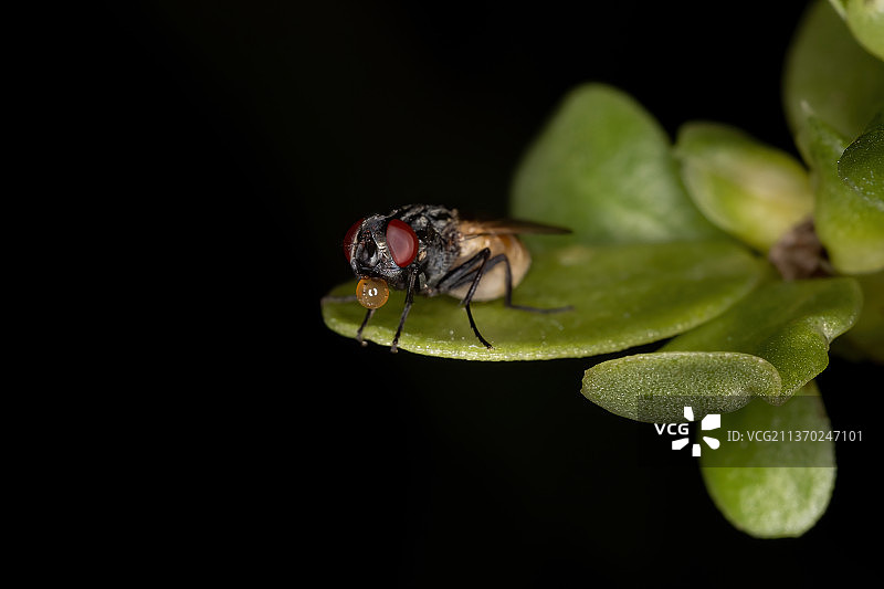 家蝇利用唾液泡降温图片素材