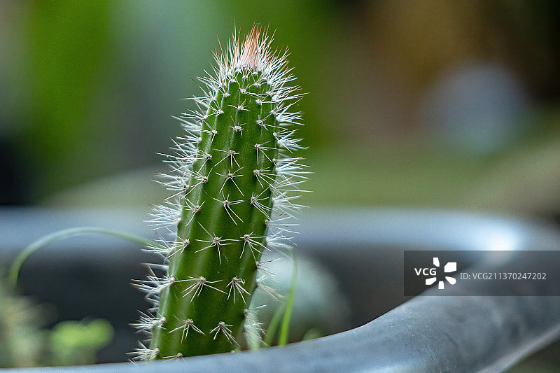 长满刺的仙人掌，仙人掌植物特写图片素材