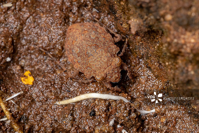 成年蟾蜍虫，岩石上的蜥蜴特写图片素材