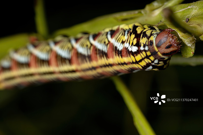 带状天蛾的毛毛虫，植物上毛毛虫的特写图片素材