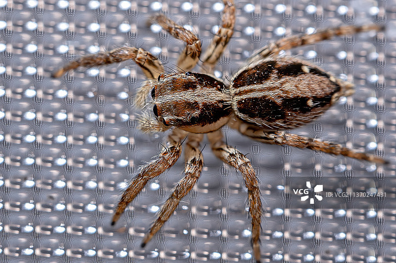 泛热带跳蛛特写图片素材